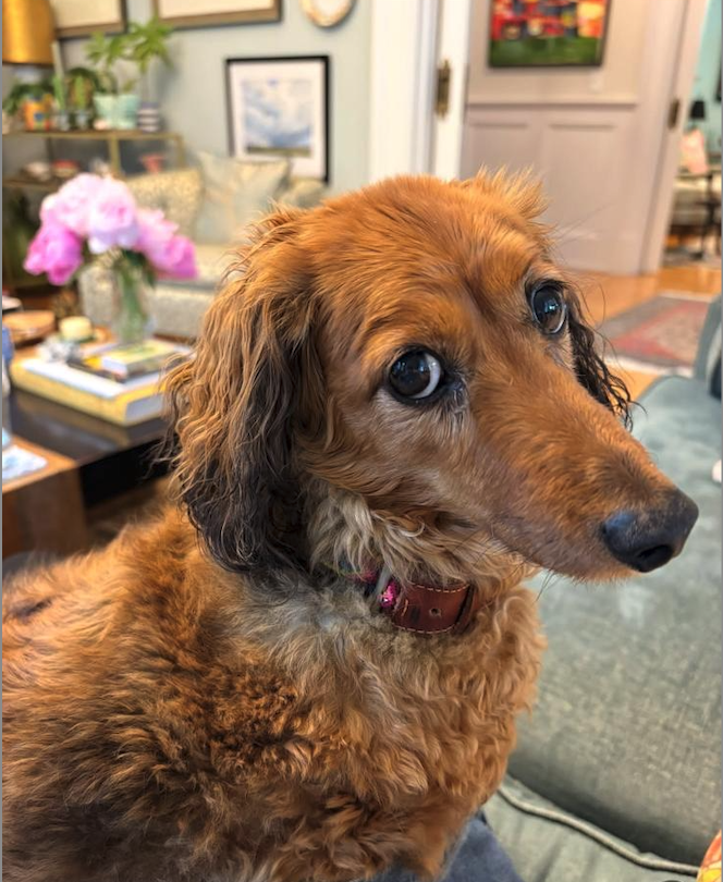 Long-haired dachshund resting on a sofa in a bright living room, original photograph before it was turned into art